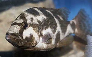 haplochromis-livingstoni.jpg