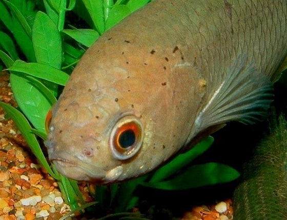 Анабас - рыба ползун