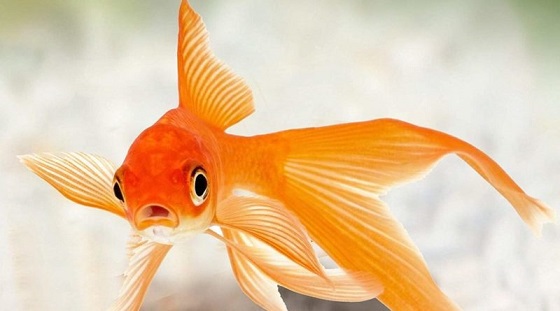 Aquarium goldfish