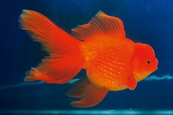 Goldfish - Carassius auratus