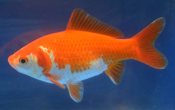 Золотая рыбка - Goldfish