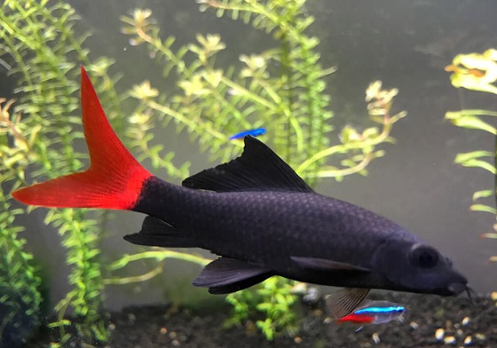 Рыбка Labeo bicolor в аквариуме