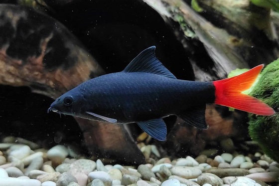 Рыбка Лабео двухцветный 