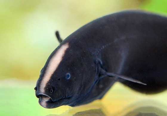 Рыба Черный нож фото
