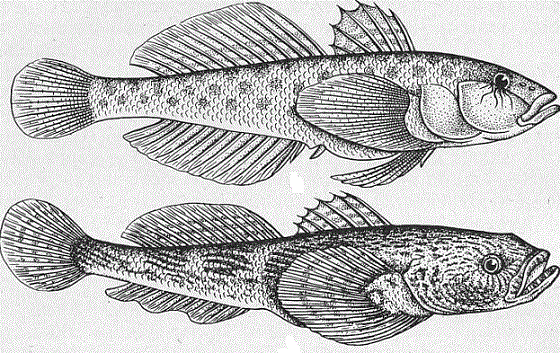 Семейство Бычковых рыб