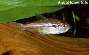 hyphessobrycon-amapaensis