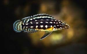 julidochromis-marlieri