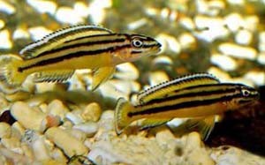 julidochromis-regani