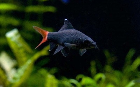 Рыбка Лабео двухцветный или Labeo bicolor
