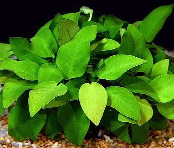 Растение Анубиас нана