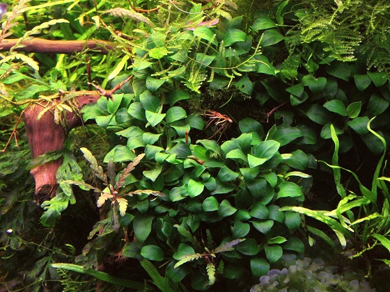 Растение Анубиас нана в аквариуме