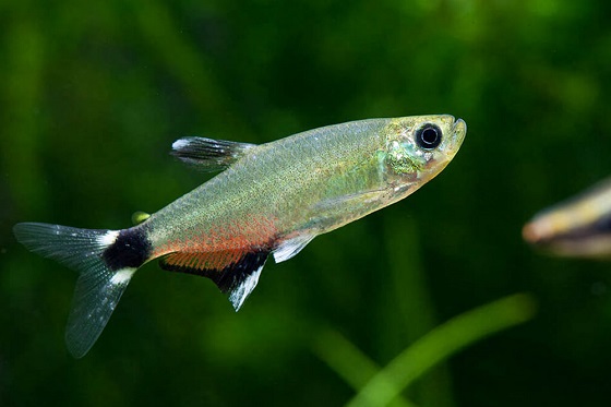 Рыбка Aphyocharax paraguayensis