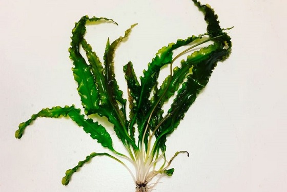 Растение Aponogeton Crispus Thunberg