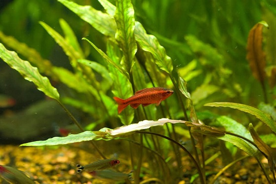Puntius titteya в аквариуме