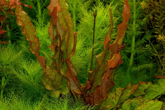 Barclaya longifolia в аквариуме