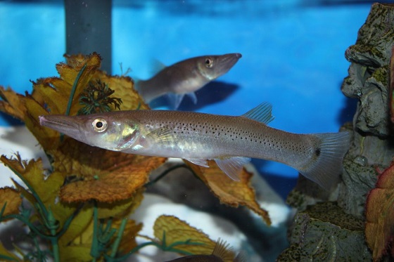 Рыбка Белонесокс - Belonesox belizanus
