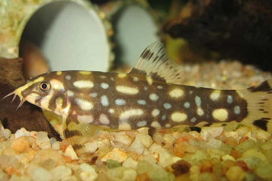 Рыбка Botia kubotai