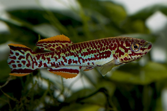 Рыбка Fundulopanchax gardneri