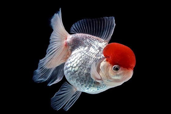 Золотая Рыбка Оранда красная шапочка