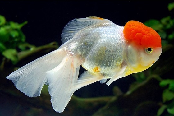 Золотая Рыбка Оранда
