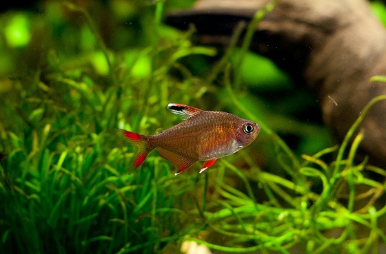 Рыбка Hyphessobrycon bentosi