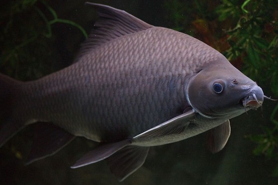 Рыбка Labeo chrisophecadion