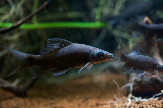 Рыбка Labeo chrisophecadion в аквариуме