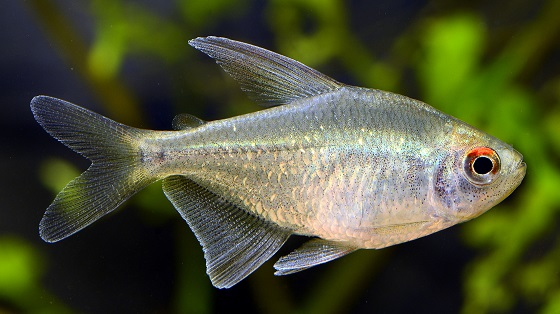 Рыбка Moenkhausia pittieri в аквариуме