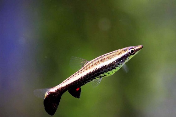 Рыбка Пецилобрикон обыкновенный
