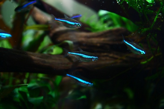 Рыбка Синий неон