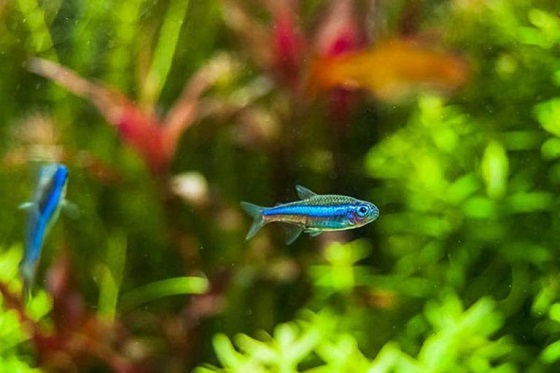 Рыбка синий Неон