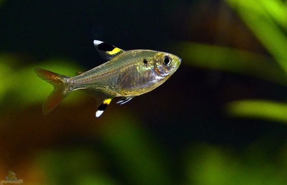 Аквариумная рыбка Pristella