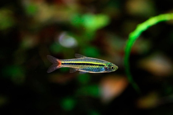 Рыбка Rasbora borapetensis