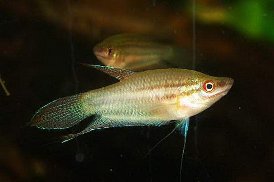 Рыбка Trichopsis vittata