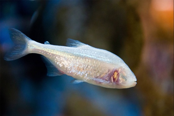 Астианакс - Слепая рыба
