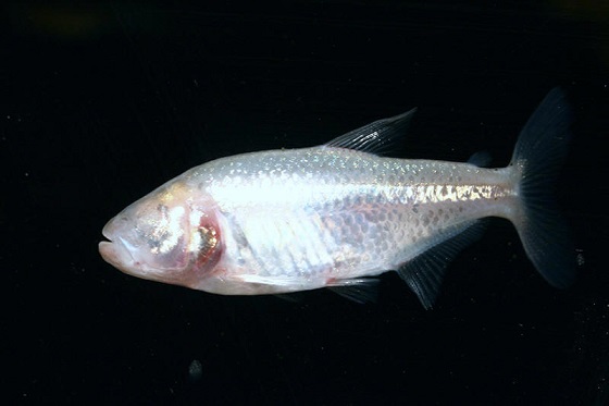 Рыба  Astyanax mexicanus