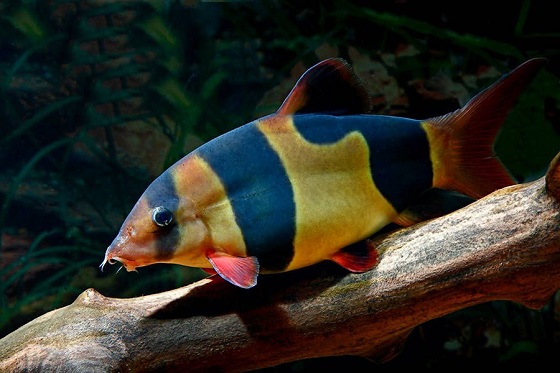 Рыбка Боция-клоун