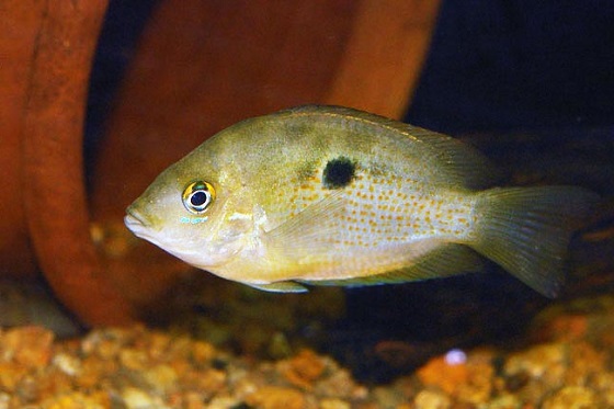 Рыбка Etroplus maculatus
