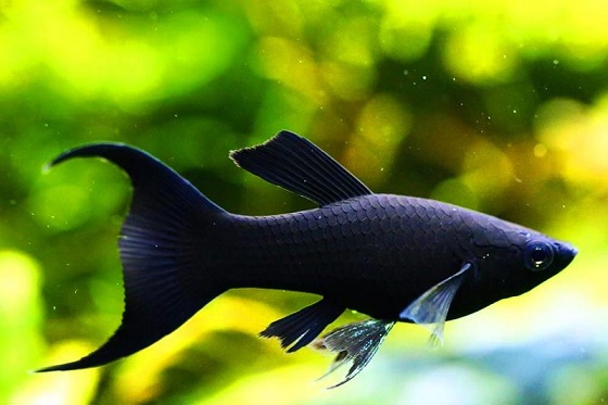 Рыбка Черная Молли