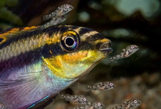 Пельвикахромис Пульхер - Pelvicachromis pulcher