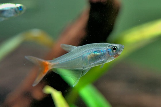 Рыбка Prionobrama filigera
