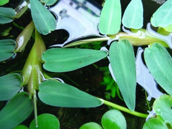 Растение Гигрориза - Hygroryza aristata