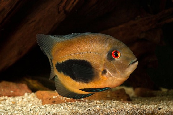Рыба Уару - Uaru amphiacanthoides