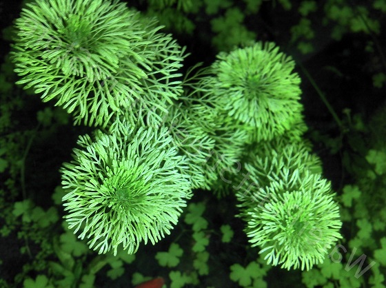 Растение Лимнофила сидячецветковая
