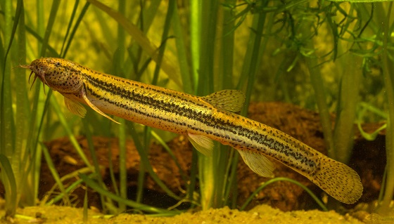 Рыба Misgurnus fossilis