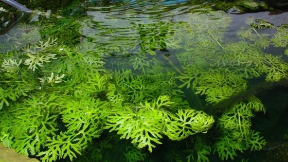 Аквариумное растение Папоротник индийский водяной