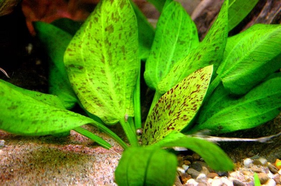 Растение Echinodorus aspersus