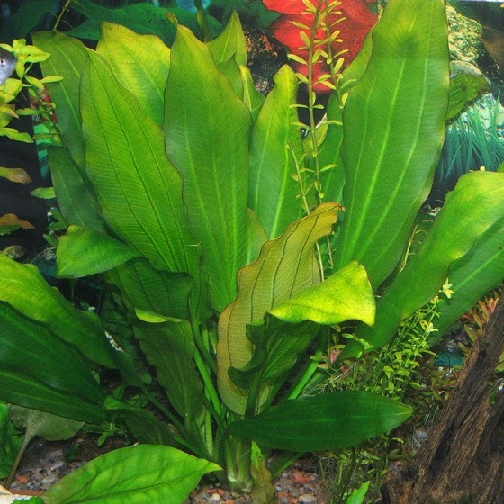 Echinodorus sellovianus