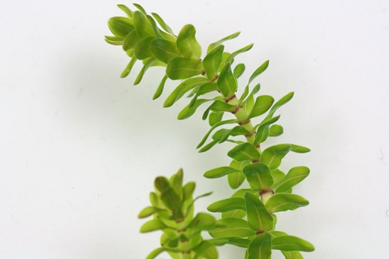 Растение Elodea canadensis