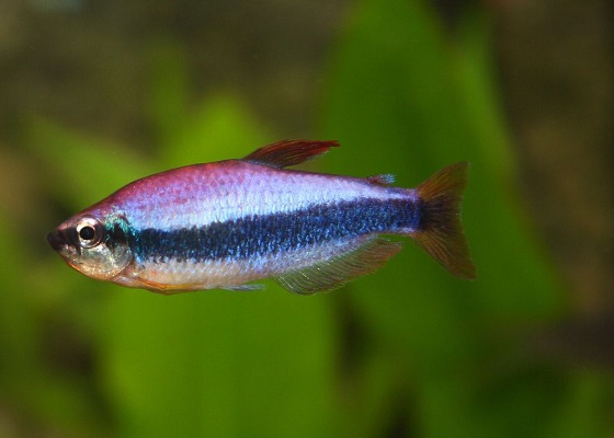 Рыбка Фиолетовый неон